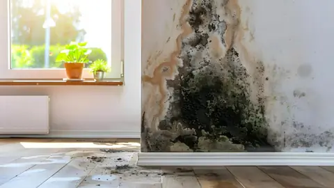 Mold growing up a wall from the baseboard beside a window, with dark spots on the floor